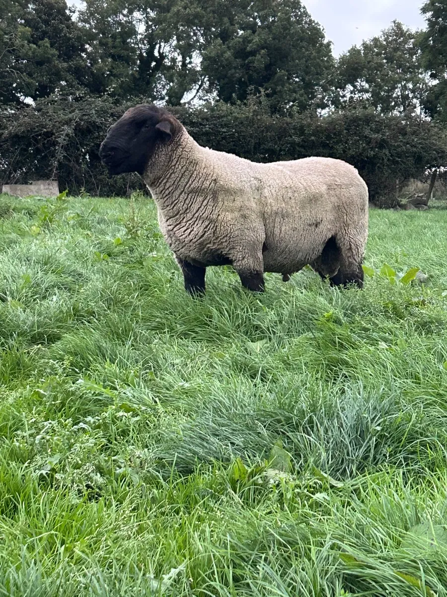 Suffolk Shearling Ram - Image 3