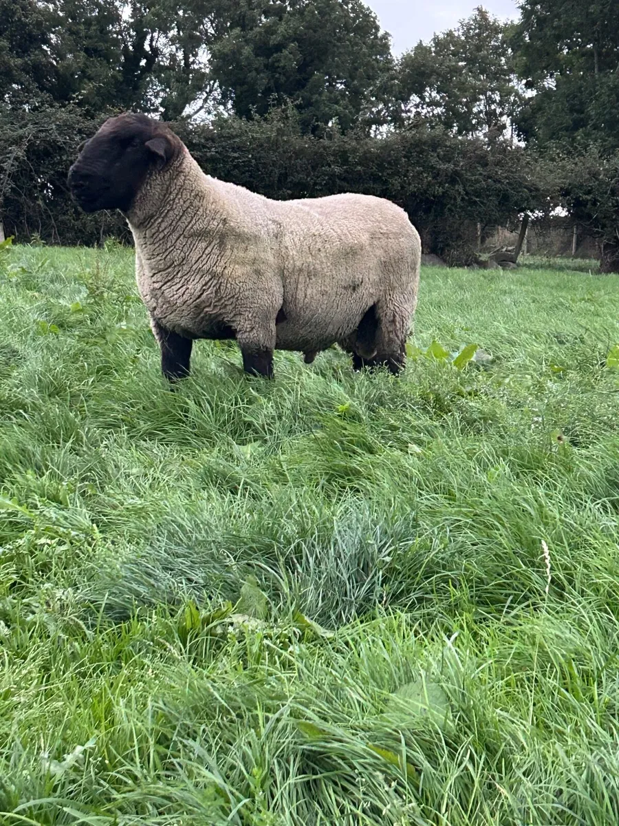 Suffolk Shearling Ram - Image 4