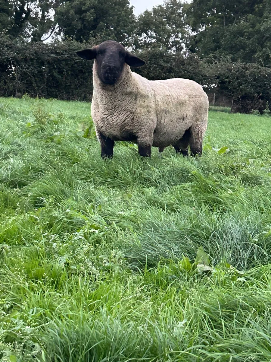 Suffolk Shearling Ram - Image 1
