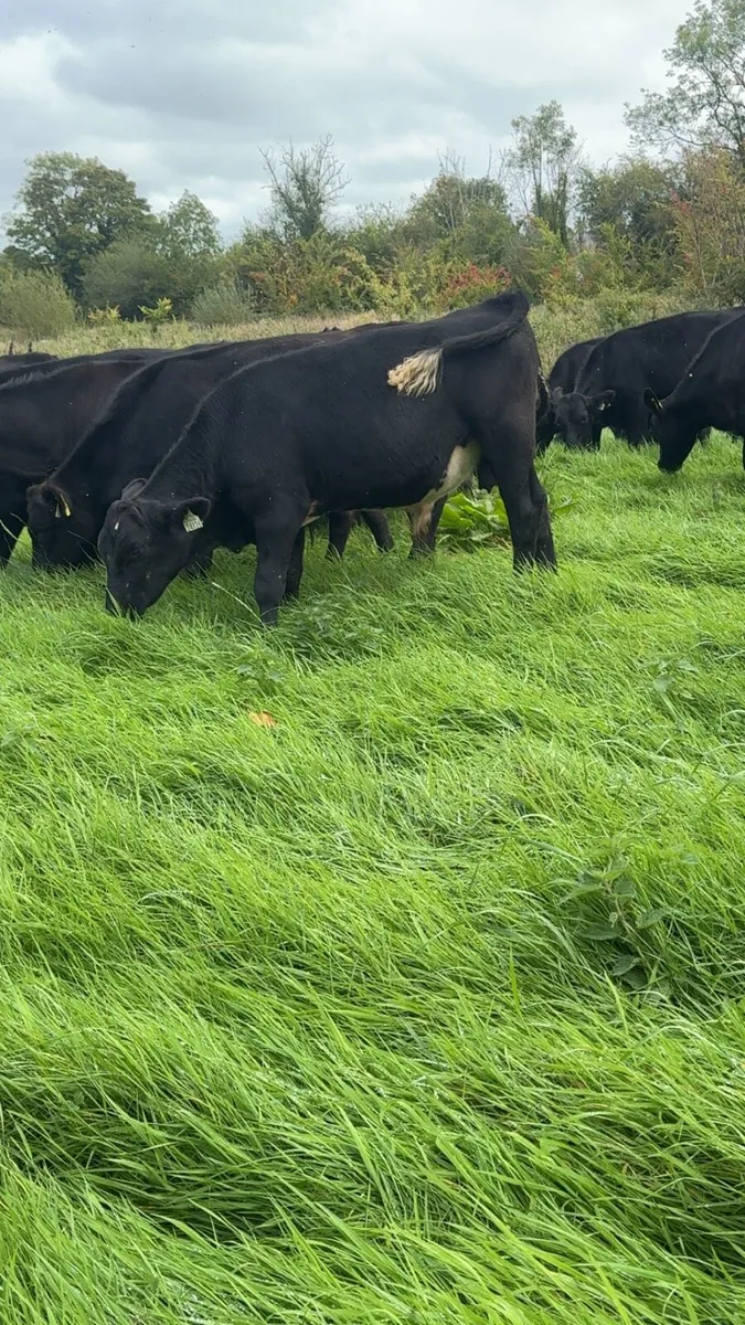30 AAX Bull Weanlings - Image 1