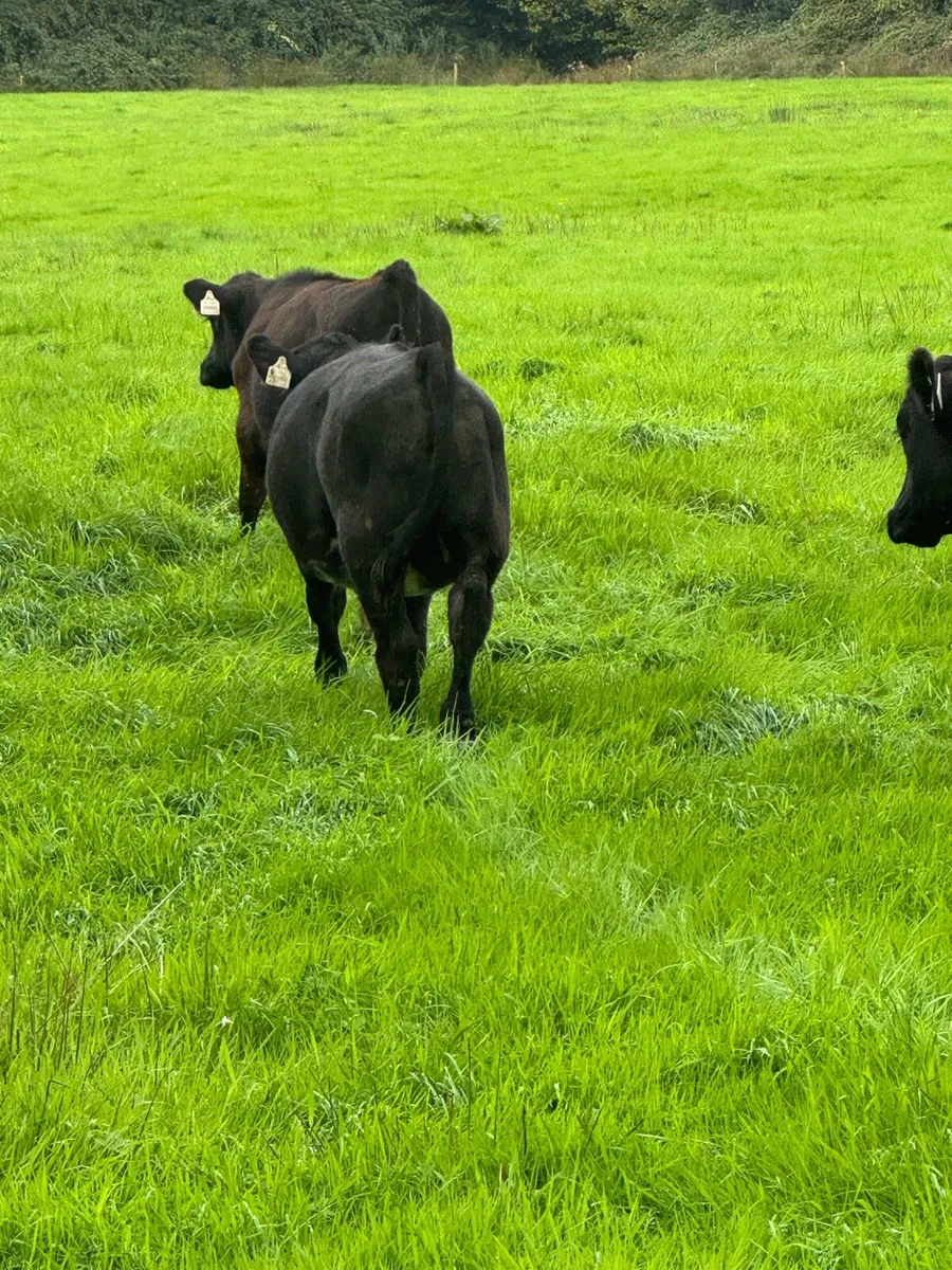 30 AAX Bull Weanlings - Image 2