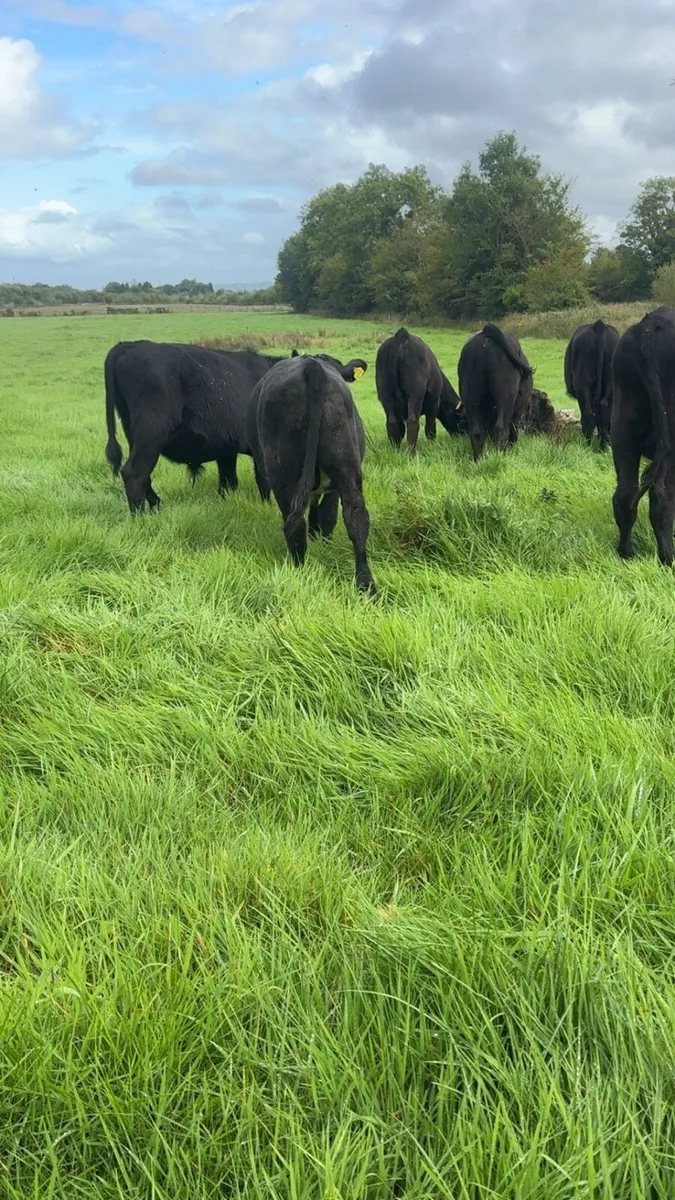 30 AAX Bull Weanlings - Image 3