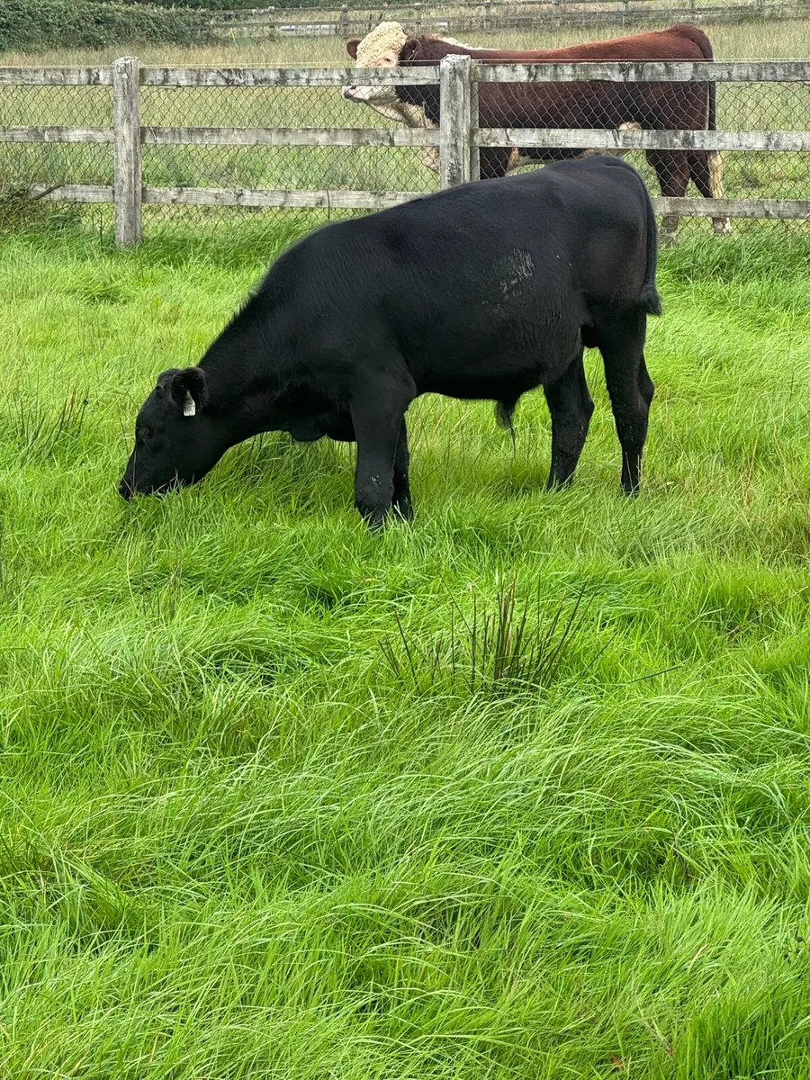 30 AAX Bull Weanlings - Image 4