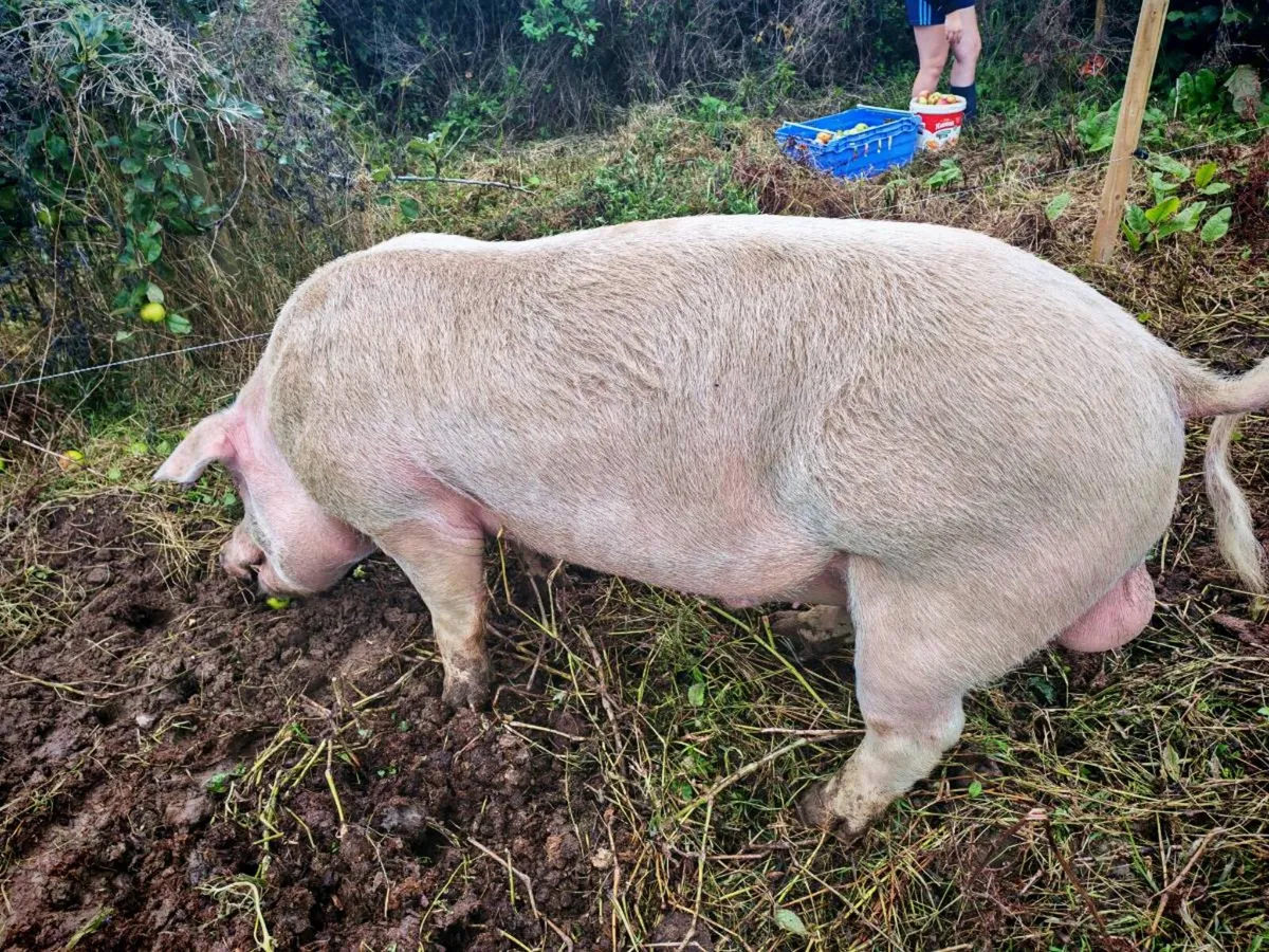 Pigs - Image 2