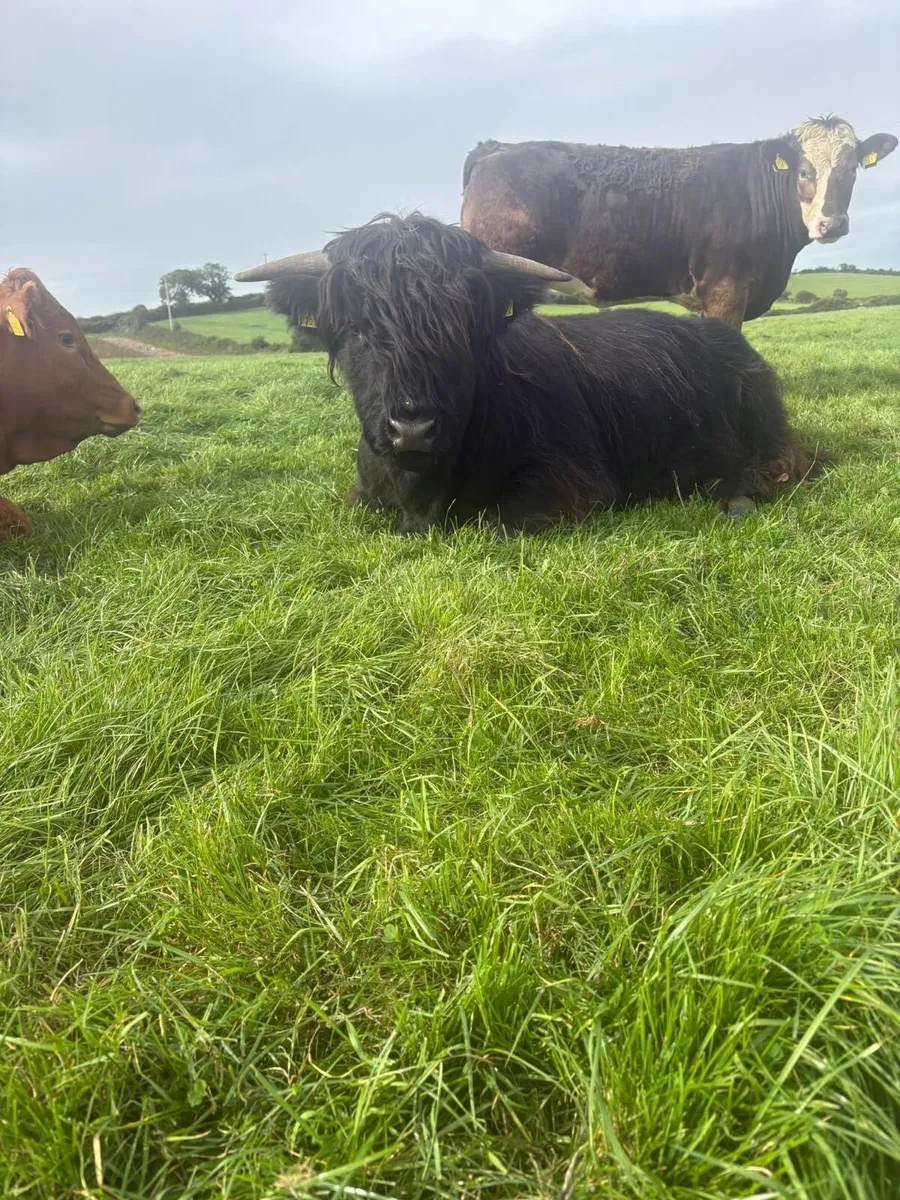Highland Bull - Image 1