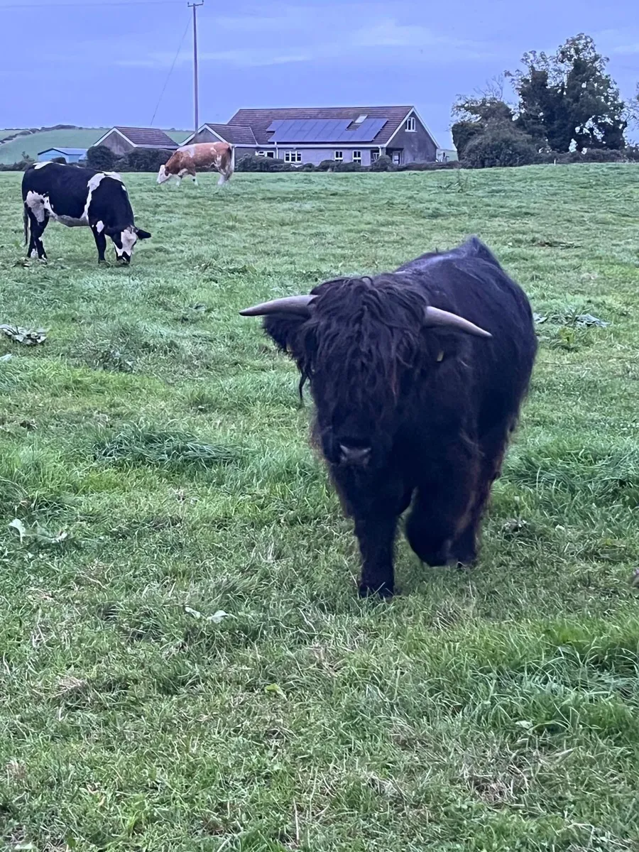 Highland Bull - Image 2