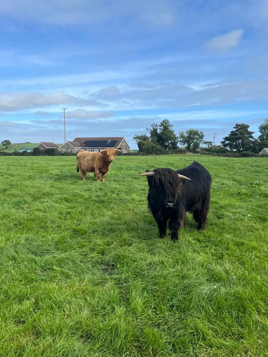 Highland Bull - Image 3
