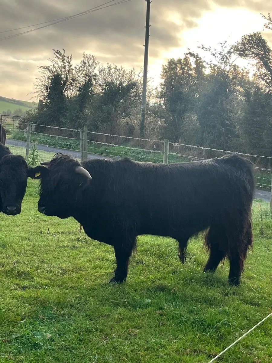 Highland Bull - Image 4