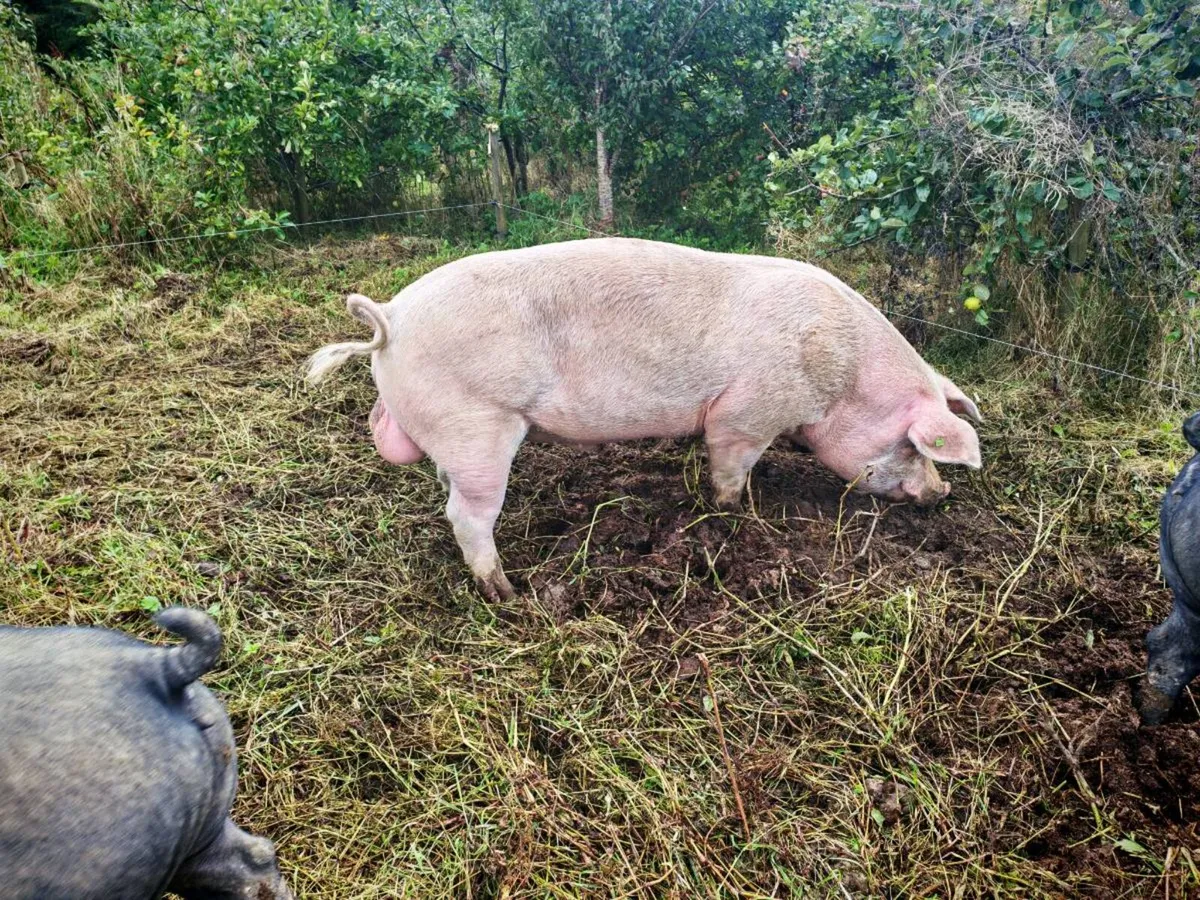 Pigs - Image 3