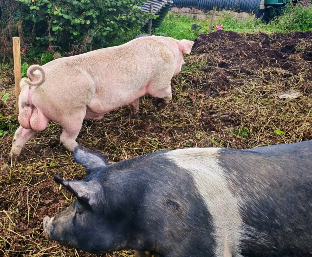 Pigs - Image 4
