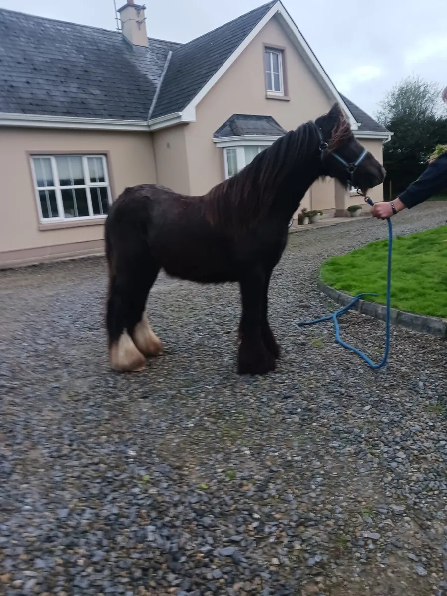 Bay Cob Gelding - Image 1