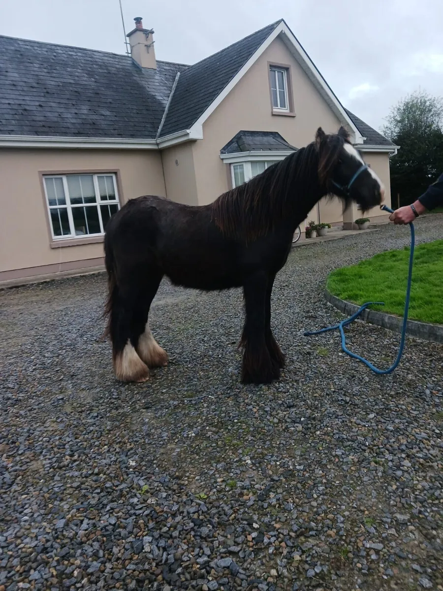 Bay Cob Gelding - Image 2