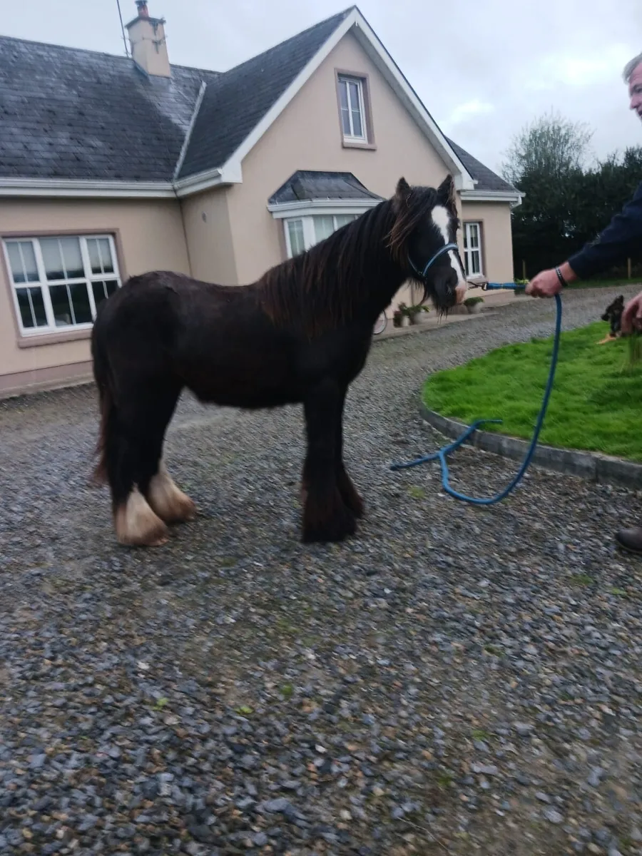 Bay Cob Gelding - Image 3