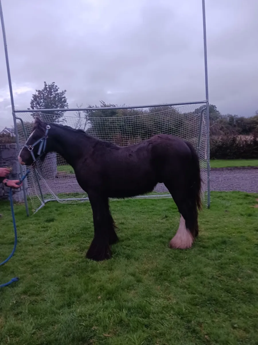 Bay Cob Gelding - Image 4