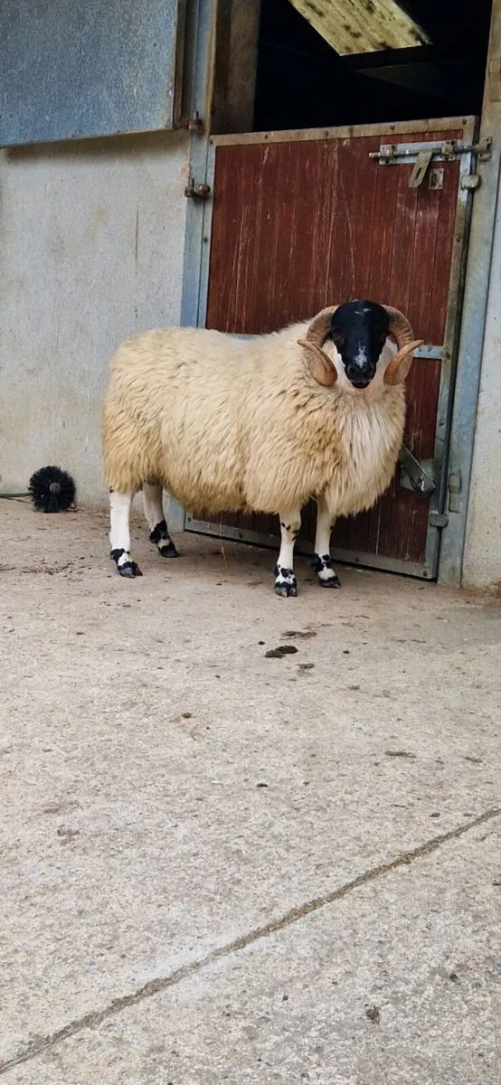 Scotch hogget ram - Image 1