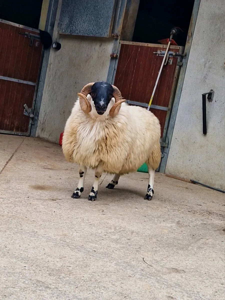 Scotch hogget ram - Image 2