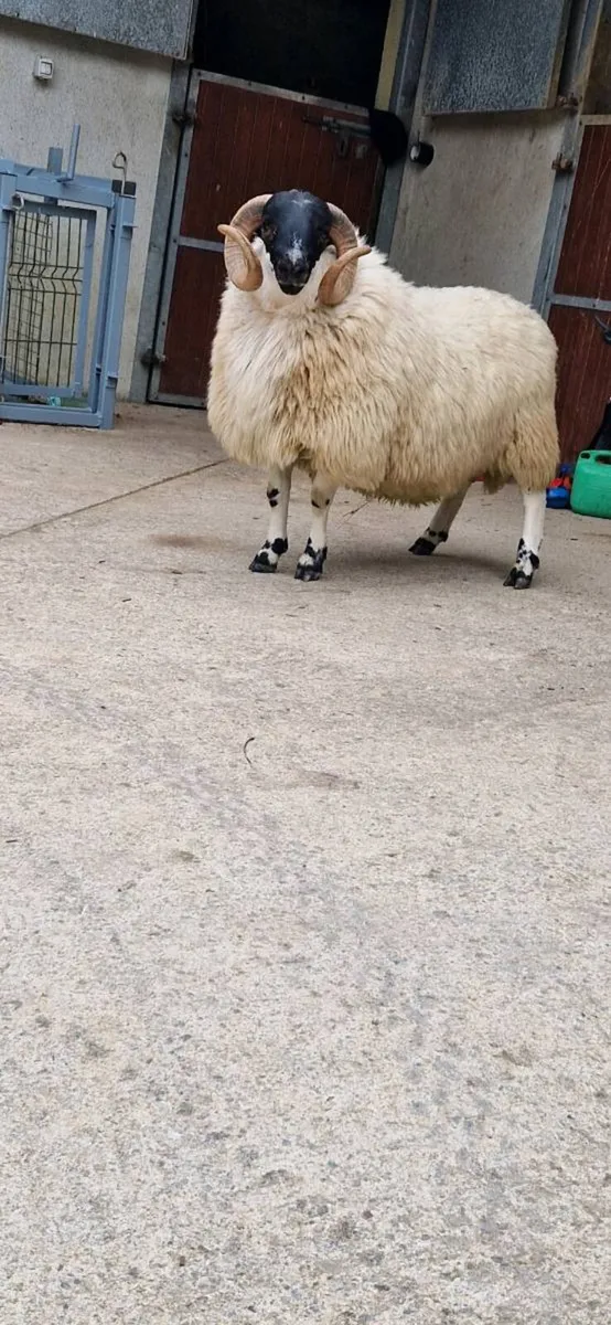 Scotch hogget ram - Image 4