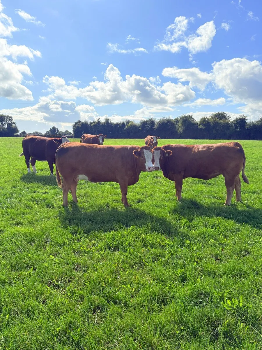 ⭐️Top quality springers⭐️ - Image 2