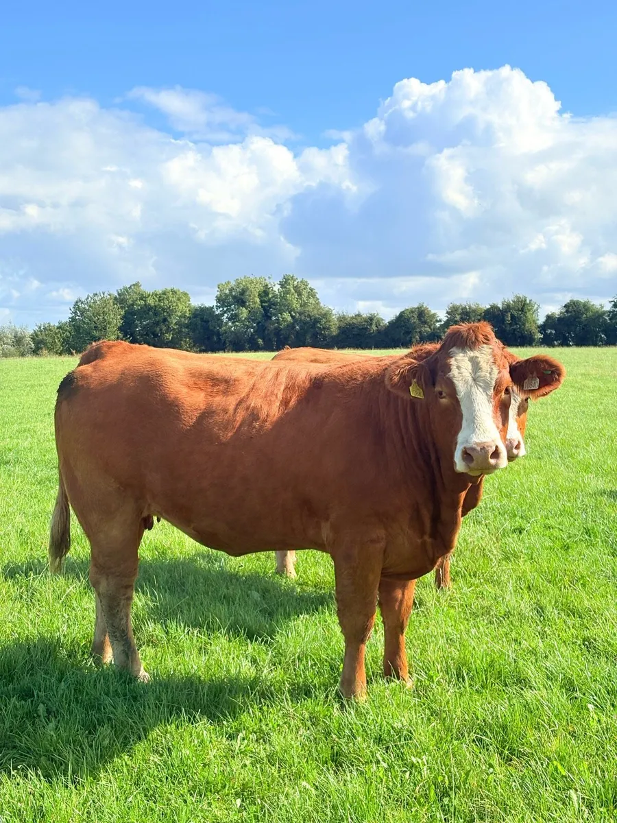 ⭐️Top quality springers⭐️ - Image 3