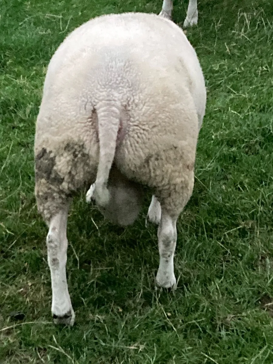 Beltex sheep. - Image 4