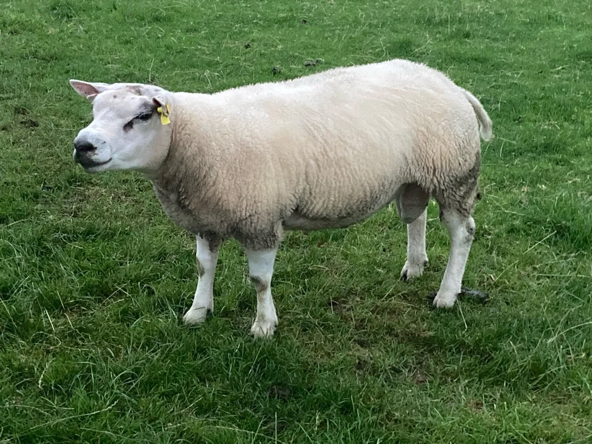Beltex sheep. - Image 1