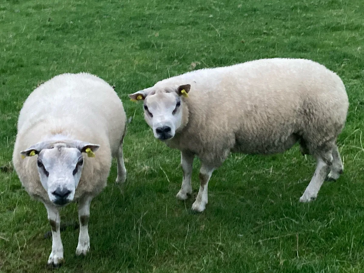 Beltex rams - Image 3