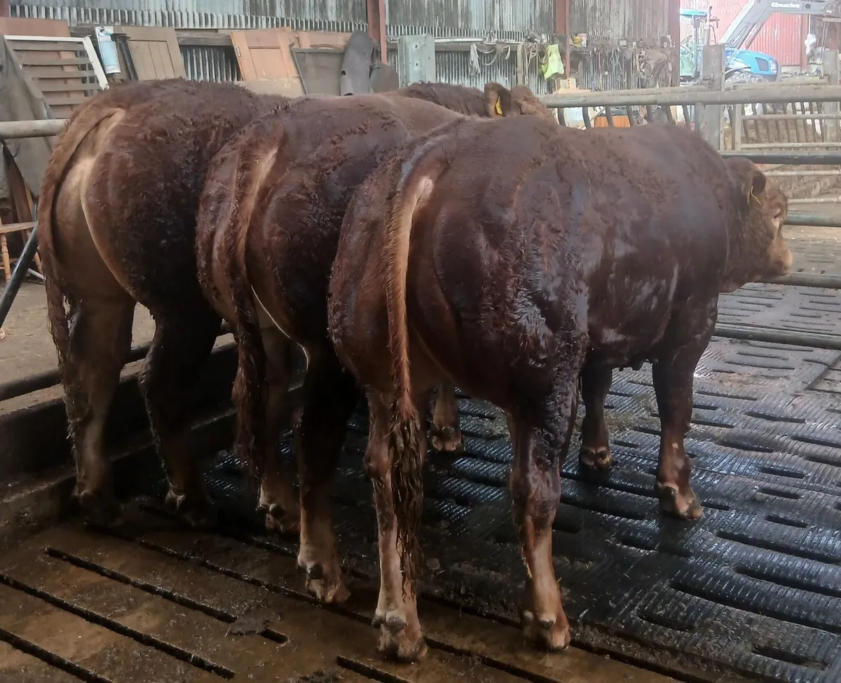 Pedigree limousin Bulls - Image 1