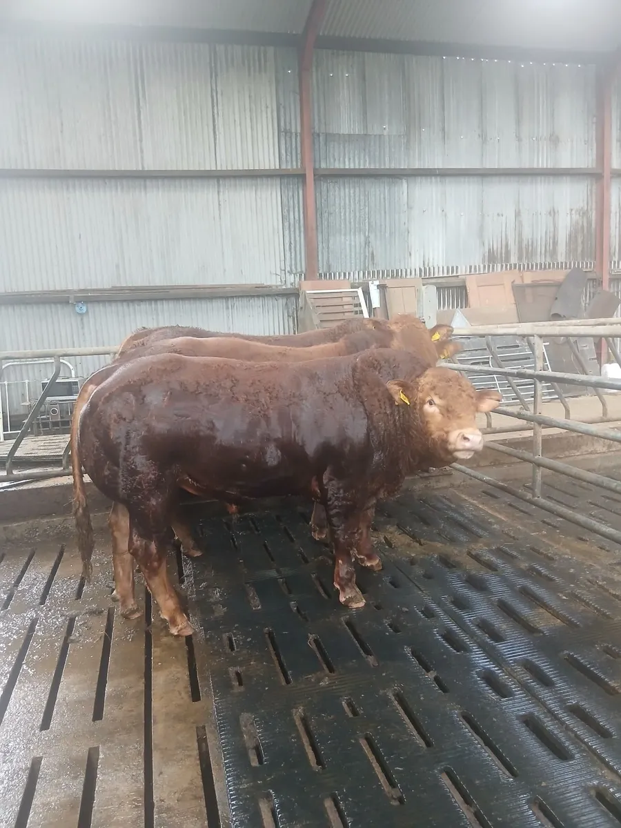 Pedigree limousin Bulls - Image 2
