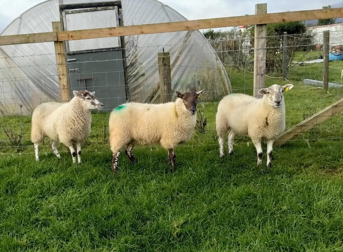 HOGGETS - Image 2