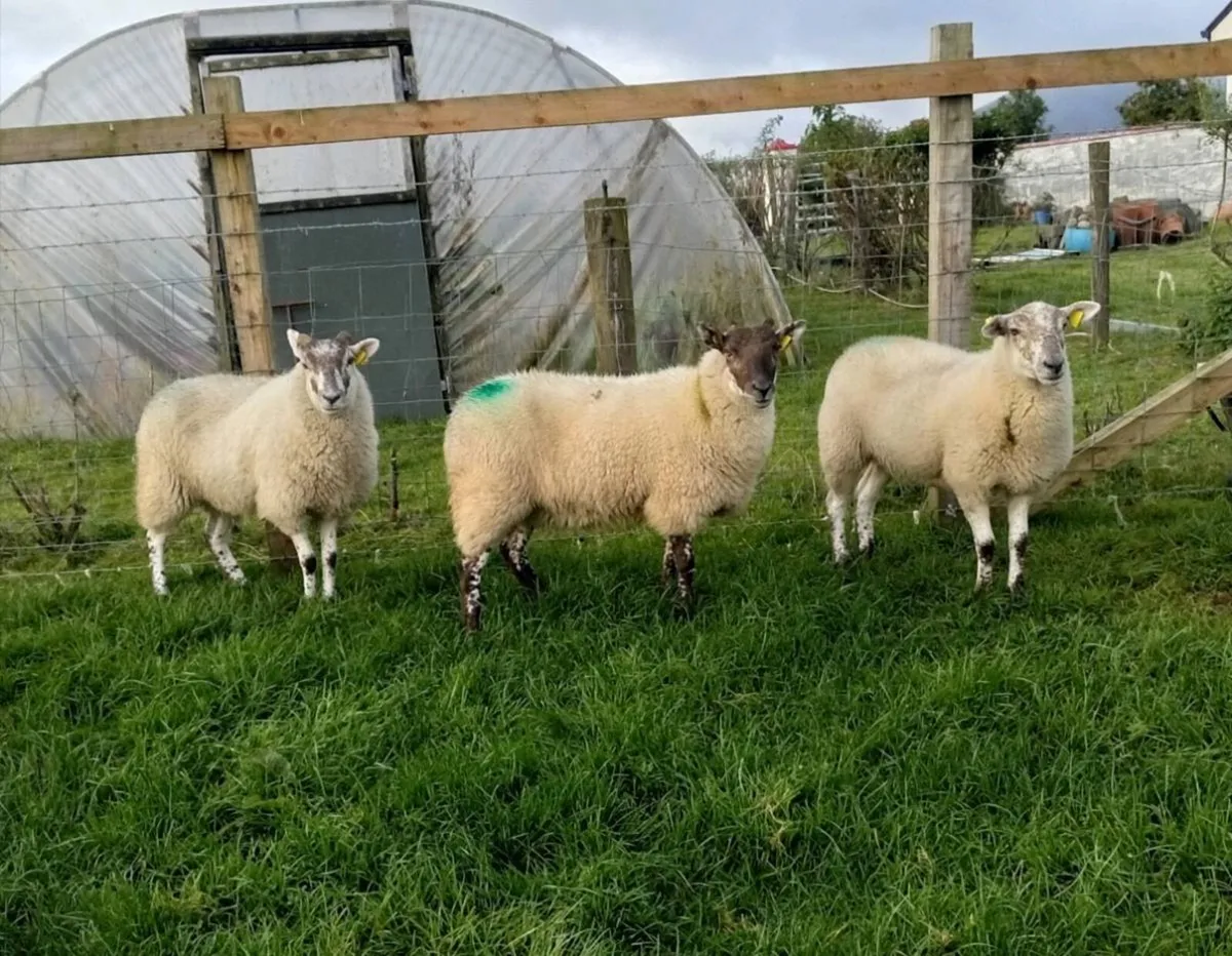 HOGGETS - Image 1