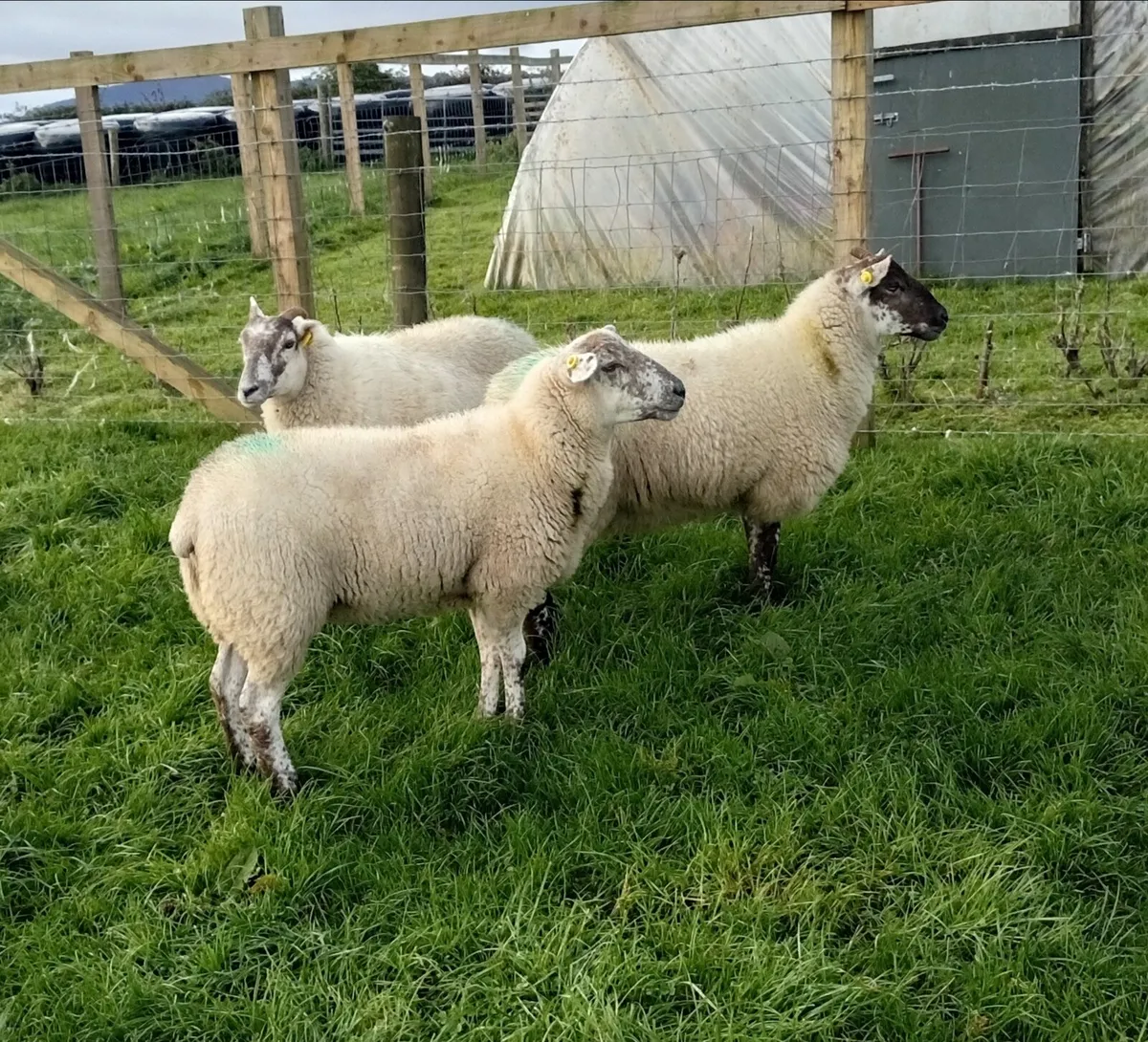 HOGGETS - Image 3
