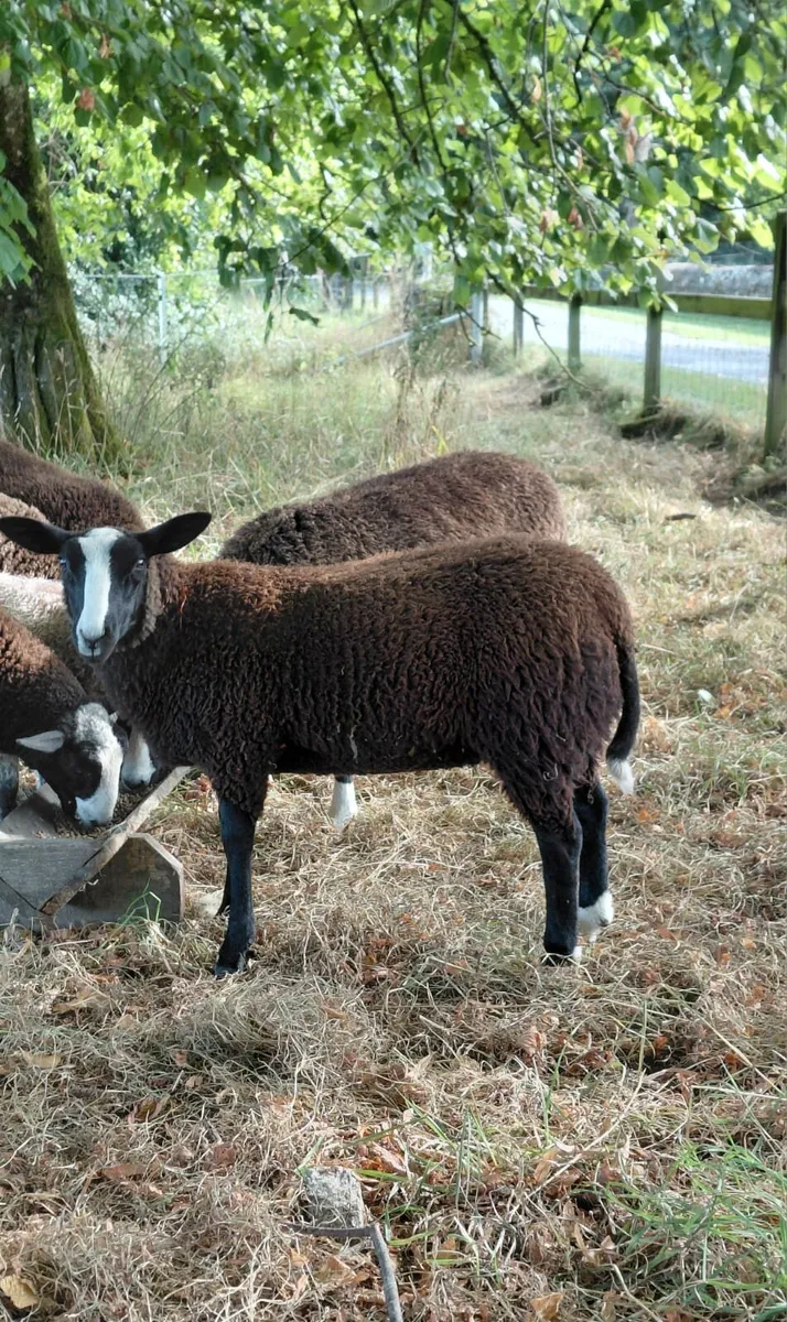 Zwartable Ewe lambs - Image 1