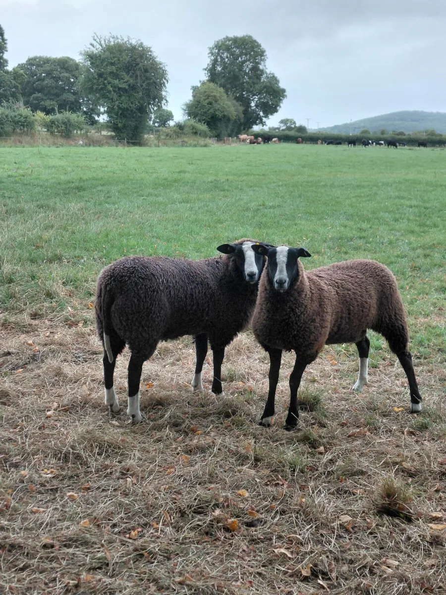Zwartable Ewe lambs - Image 3