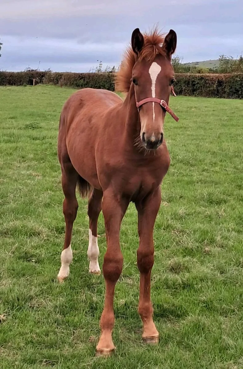 Madgeslane Luidam filly foal ex Capri Van Overis Z - Image 1