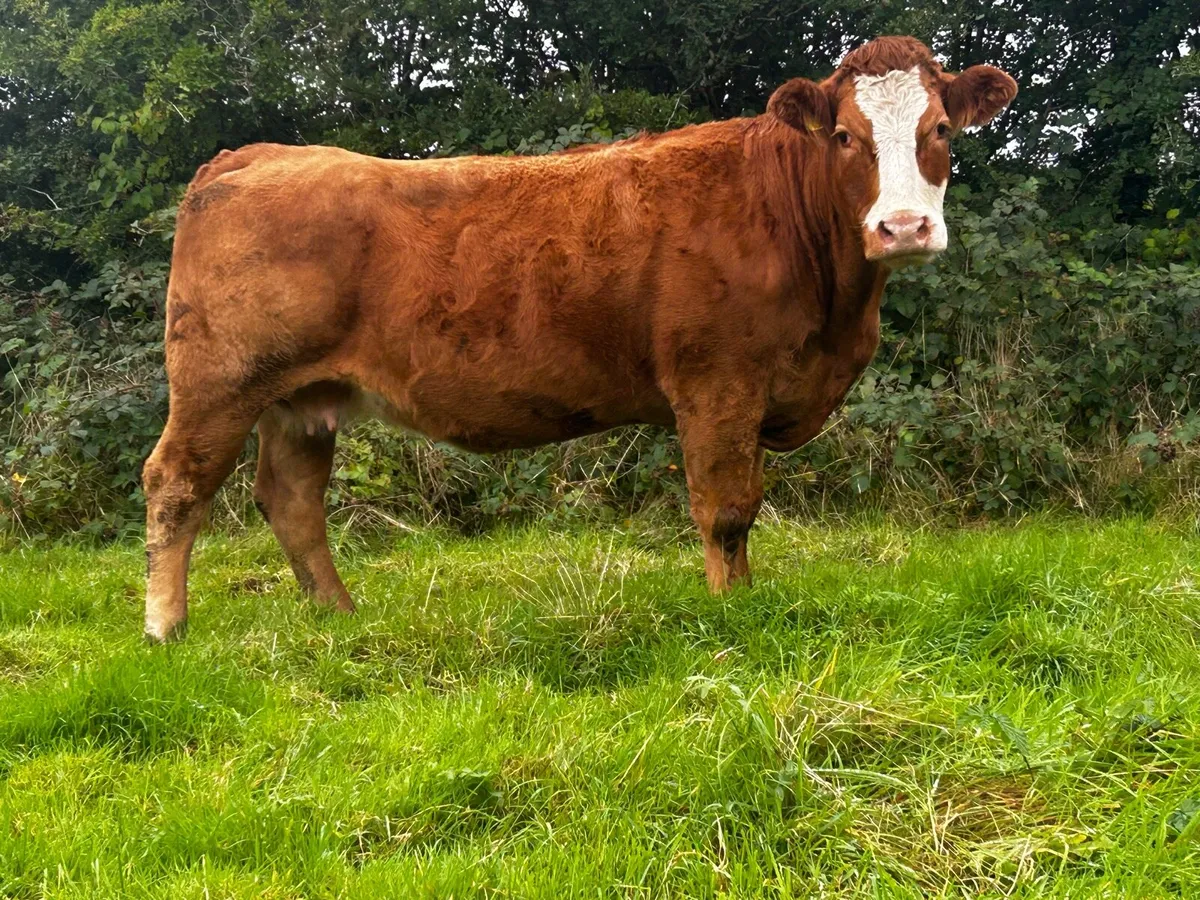 In-Calf Limousin Cow - Image 2