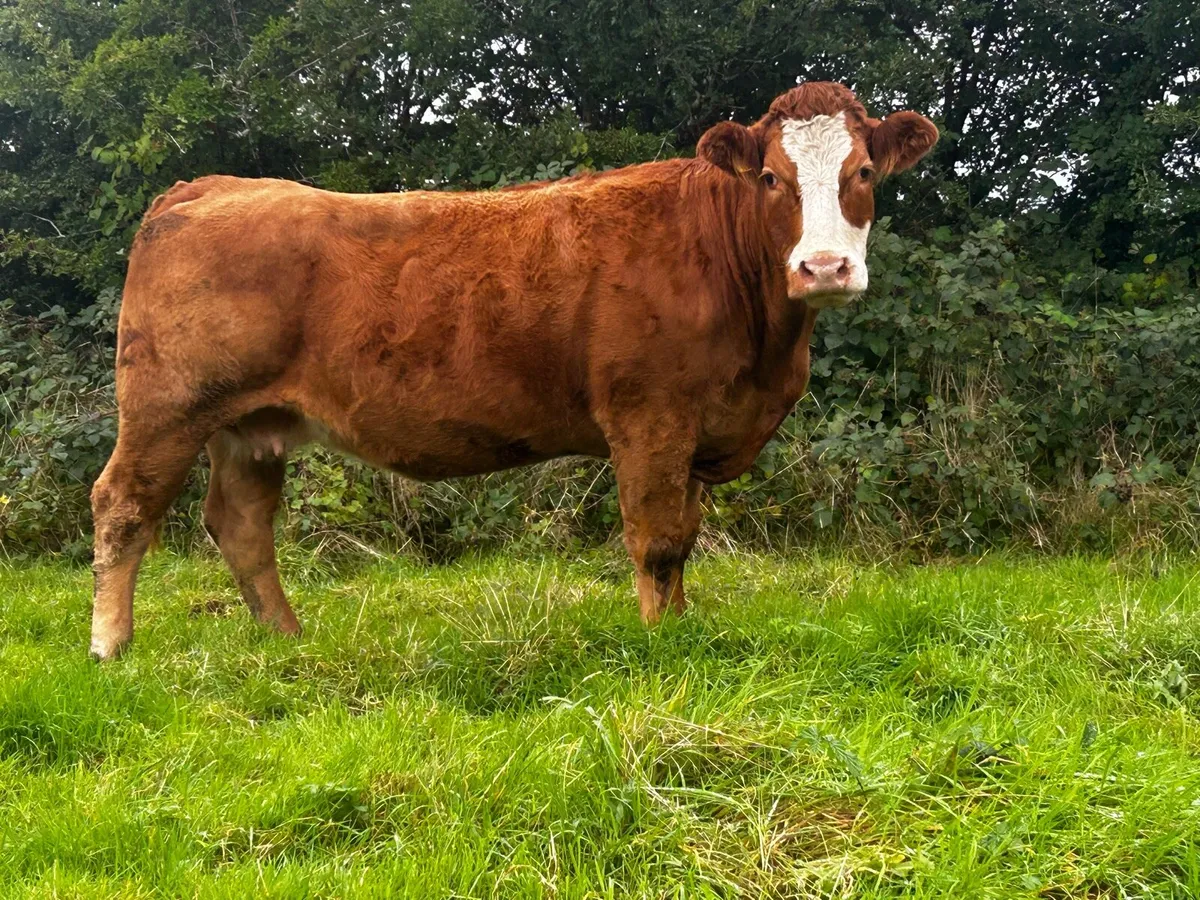 In-Calf Limousin Cow - Image 3