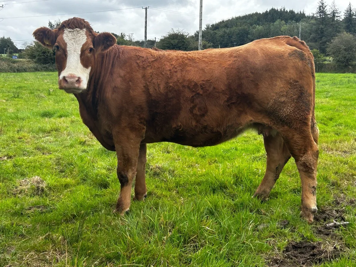 In-Calf Limousin Cow - Image 4