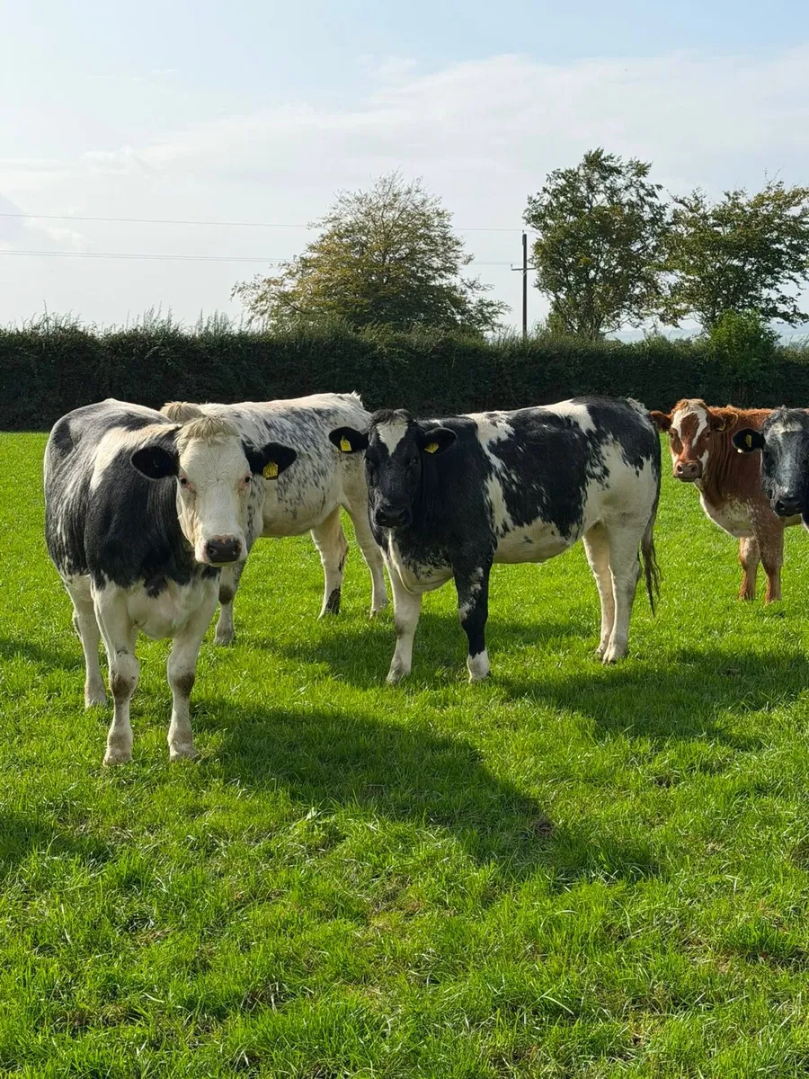Incalf Heifers - Image 3
