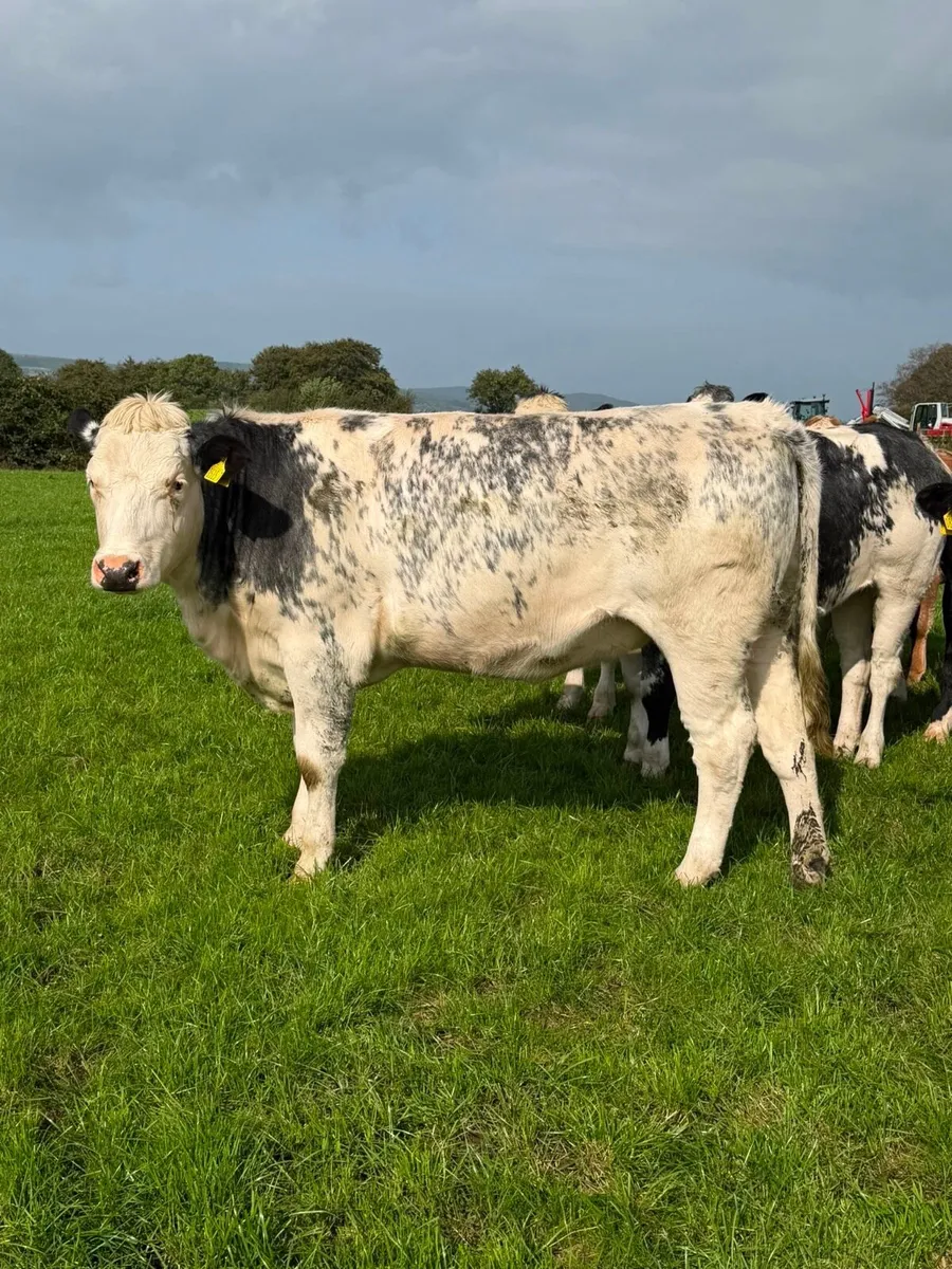 Incalf Heifers - Image 4