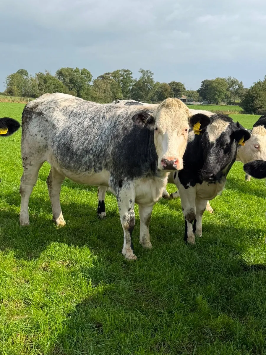 Incalf Heifers - Image 1