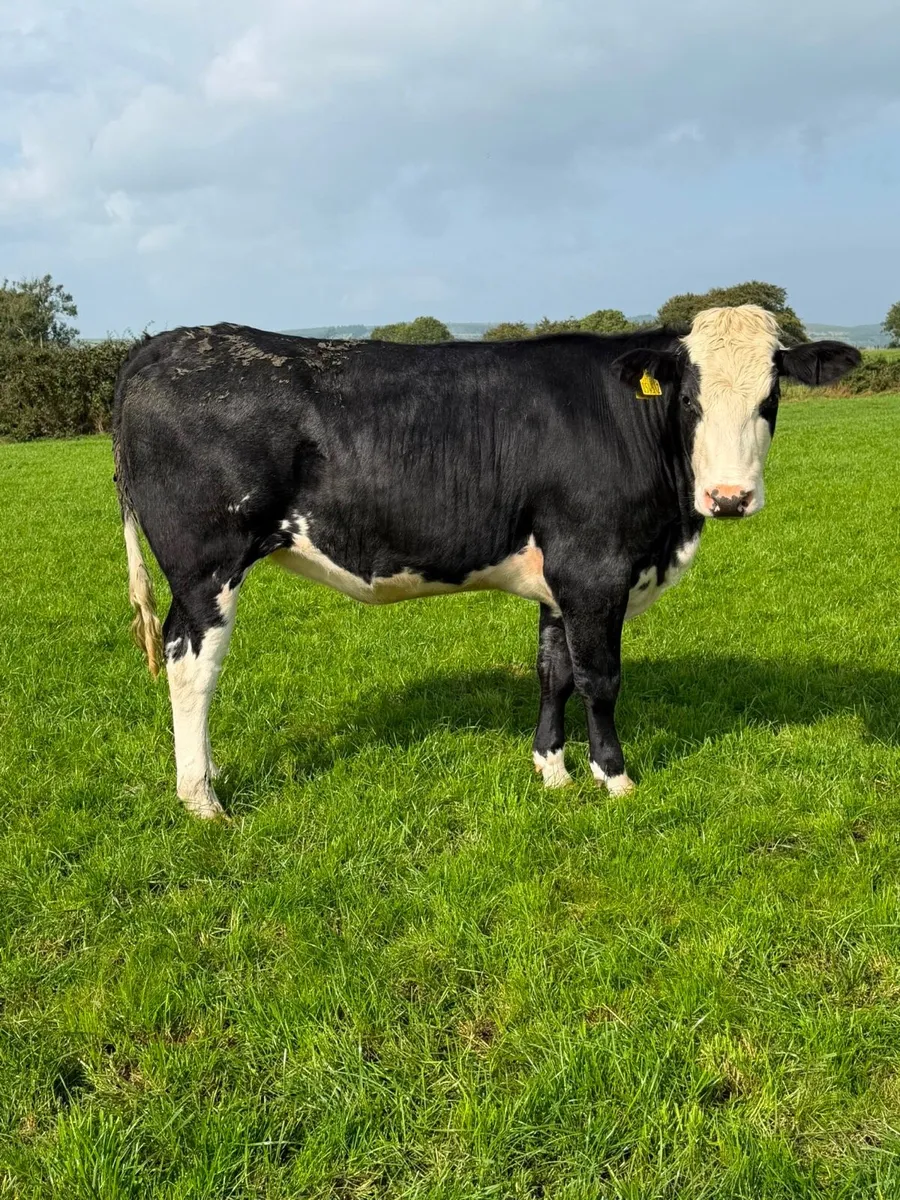 Incalf Heifers - Image 2