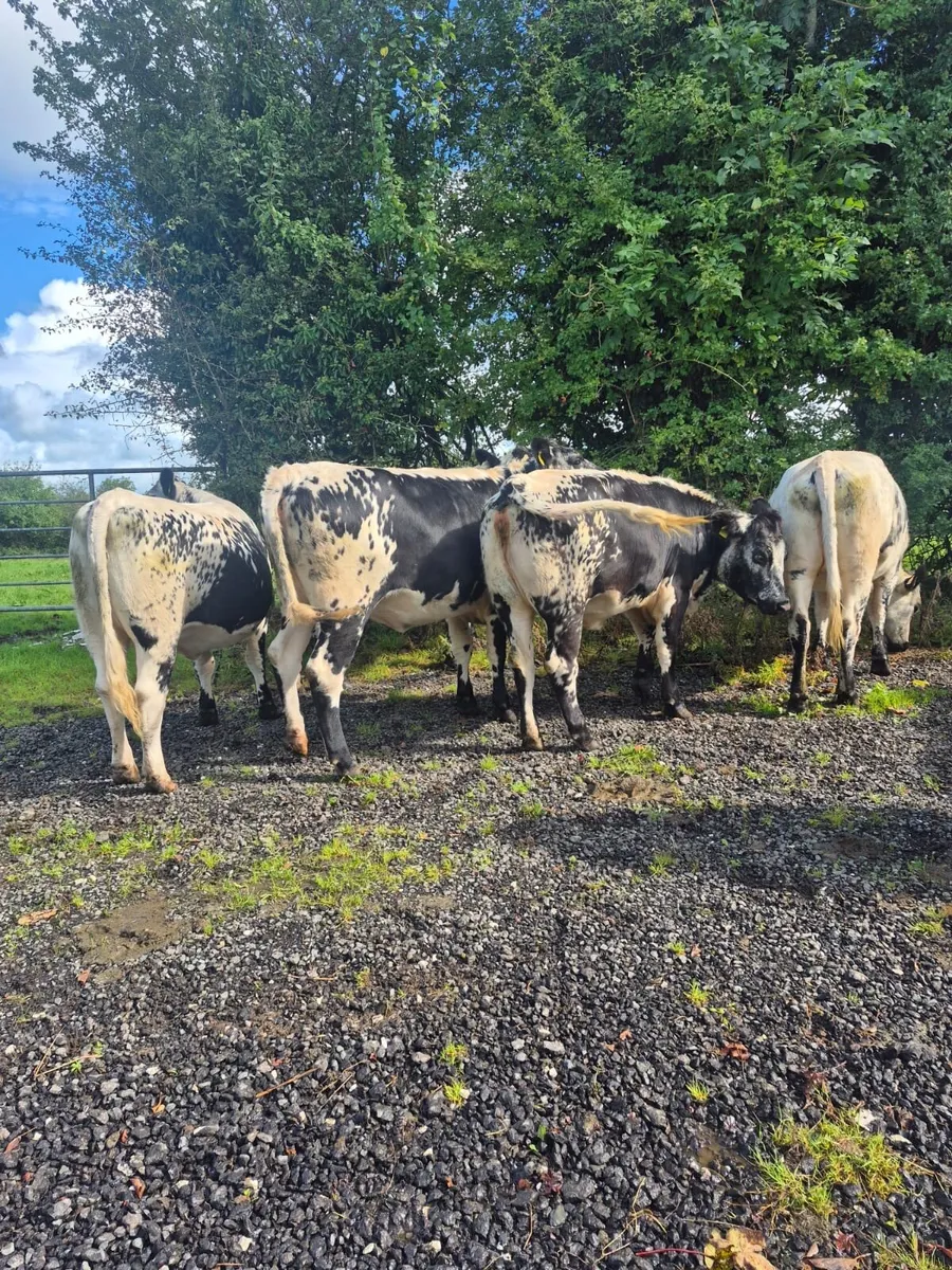 Continental Breeding heifers - Image 1