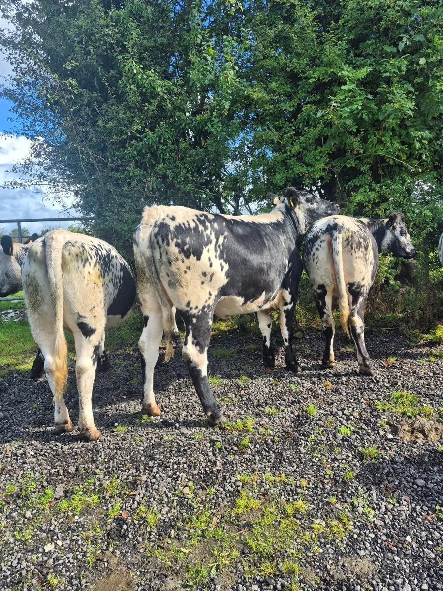 Continental Breeding heifers - Image 2
