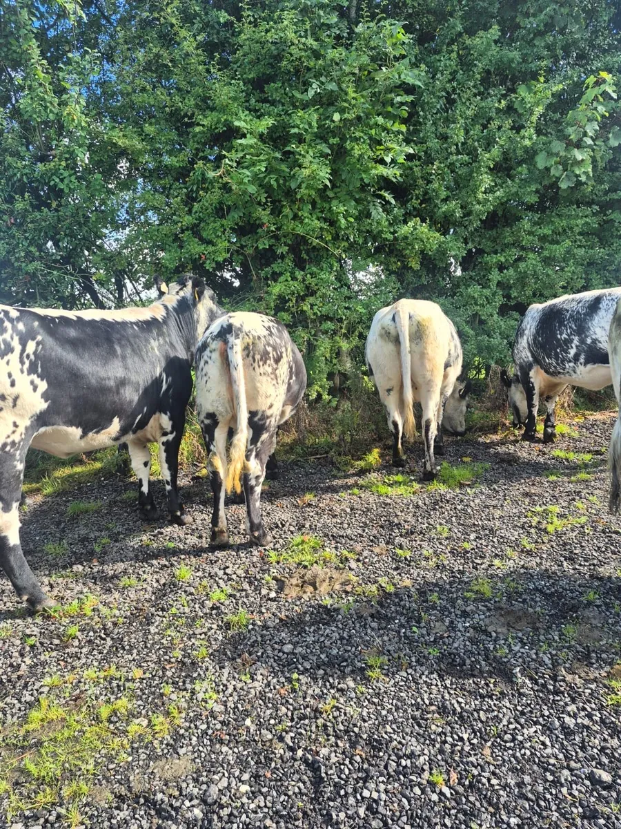 Continental Breeding heifers - Image 3