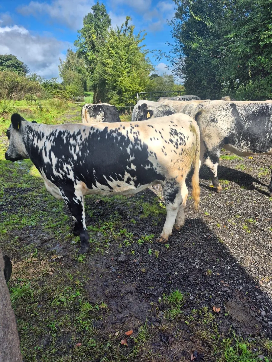 Continental Breeding heifers - Image 4