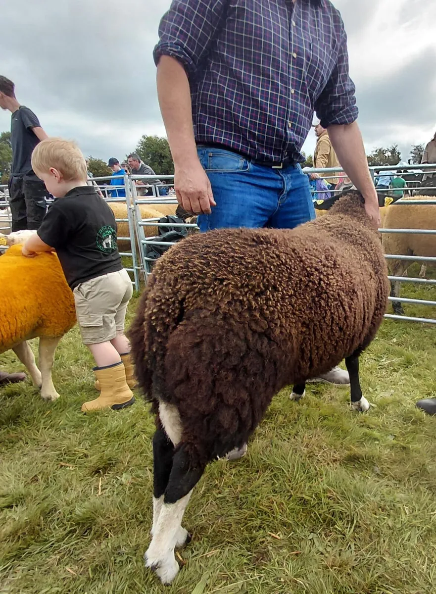 Purebred Pedigree Zwartable Ram Lamb - Image 3