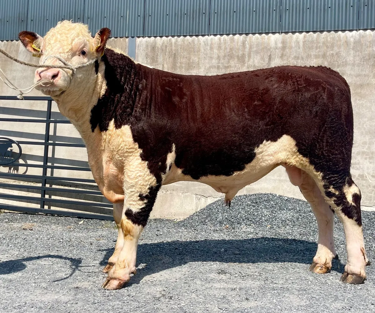 Pedigree Hereford Bulls - Image 1