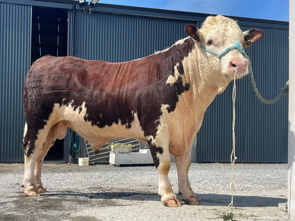 Pedigree Hereford Bulls - Image 3