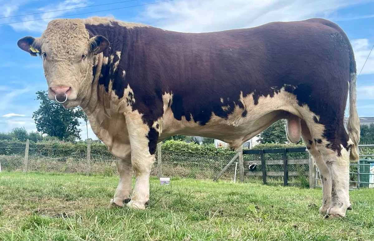 Pedigree Hereford Bulls - Image 2