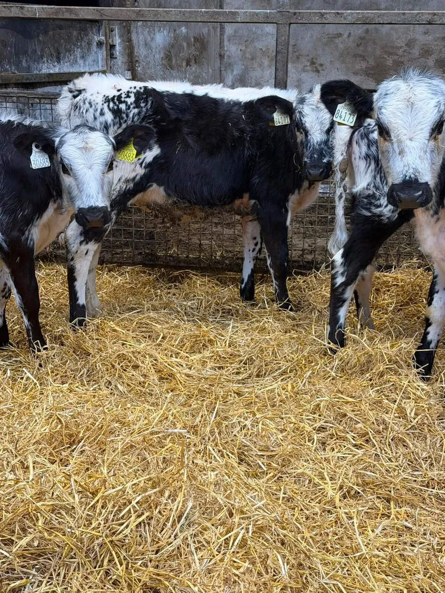 Speckle Park Heifers - Image 1